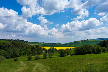 Lush green grass field with yellow field in background, under blue sky