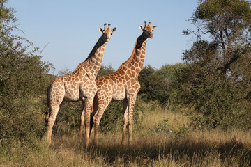 Fototapeta premium Giraffe / Giraffe / Giraffa camelopardalis