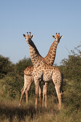 Giraffe / Giraffe / Giraffa camelopardalis
