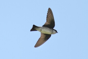 asian house martin in a sky