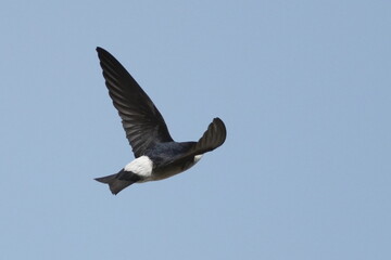 asian house martin in a sky