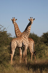 Giraffe / Giraffe / Giraffa camelopardalis