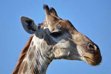 Naklejka premium Giraffe / Giraffe / Giraffa camelopardalis