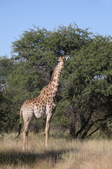 Giraffe / Giraffe / Giraffa camelopardalis