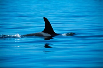 Dorsal Fin Of Killer Whale