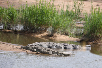Nilkrokodil / Nile crocodile / Crocodylus niloticus