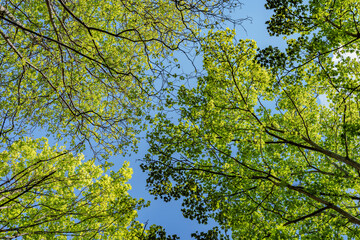 Looking up at the trees in a forest with the sun shining through the leaves, sustainability