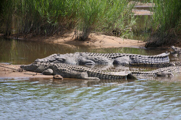 Nilkrokodil / Nile crocodile / Crocodylus niloticus
