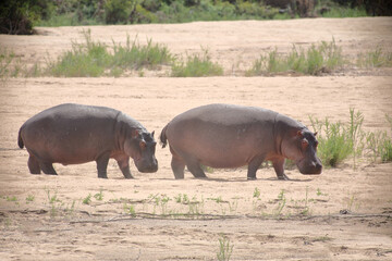 Flußpferd / Hippopotamus / Hippopotamus amphibius