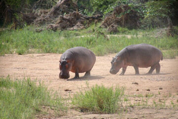 Flußpferd / Hippopotamus / Hippopotamus amphibius