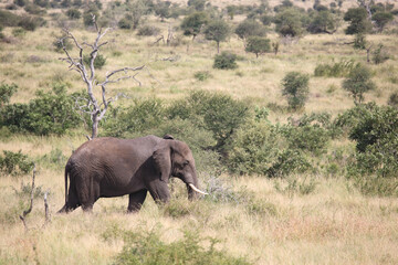 Fototapeta premium Afrikanischer Elefant / African elephant / Loxodonta africana