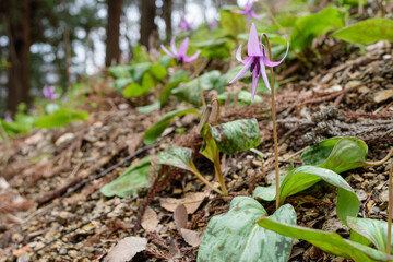 春の山野草カタクリの花