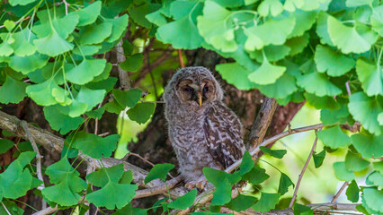 owl chick perched on a branch