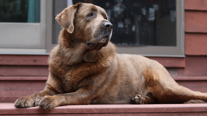 Beautiful mastiff Labrador on a deck looking out