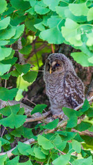 枝にとまるフクロウの雛　縦構図