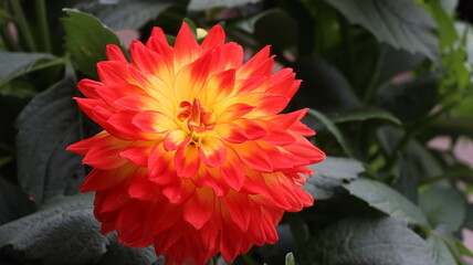 A red. orange chrsyanthemum blooming in a garden