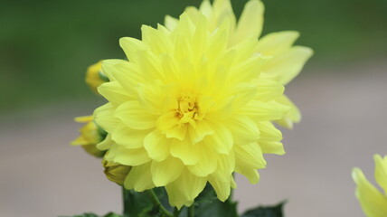 A yellow springtime flower in bloom