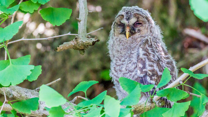 枝にとまるフクロウの雛