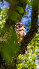 木にとまるトラフズクの雛　野生
