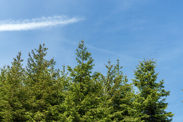 An evergreen tree set against a clear blue sky backdrop