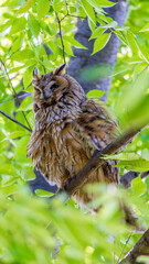 野生のトラフズク　野鳥