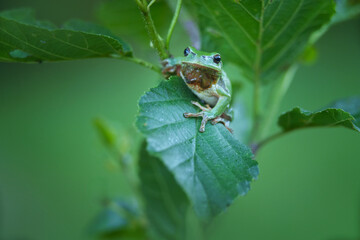 The European tree frog is a small tree frog.