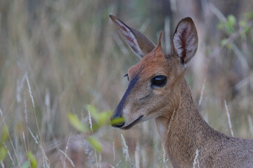 Kronenducker / Common duiker / Sylvicapra grimmia