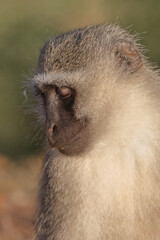 Grüne Meerkatze / Vervet monkey / Cercopithecus aethiops ..