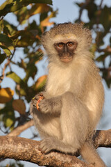 Grüne Meerkatze / Vervet monkey / Cercopithecus aethiops ..