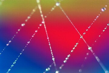 Spider Web With Dew