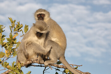 Grüne Meerkatze / Vervet monkey / Cercopithecus aethiops .