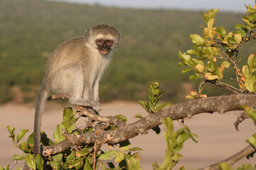Grüne Meerkatze / Vervet monkey / Cercopithecus aethiops .