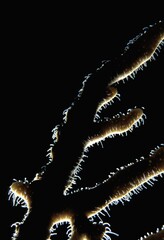 Coral With Light Behind It