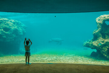 Kelonia in Reunion with sea turtle swimming by