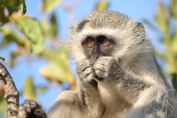 Grüne Meerkatze / Vervet monkey / Cercopithecus aethiops ..
