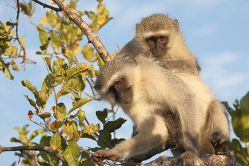 Grüne Meerkatze / Vervet monkey / Cercopithecus aethiops .