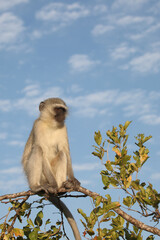 Grüne Meerkatze / Vervet monkey / Cercopithecus aethiops .
