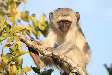 Grüne Meerkatze / Vervet monkey / Cercopithecus aethiops ..