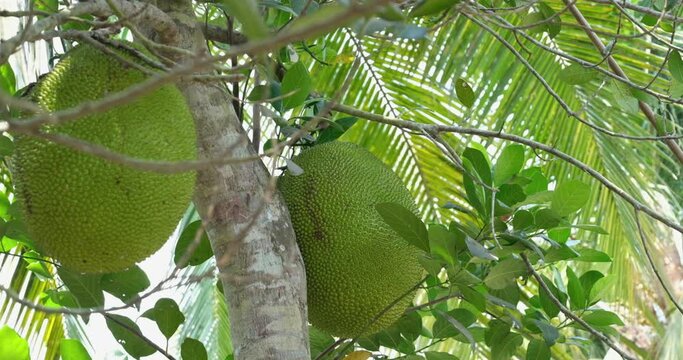 White liquid flows out of jackfruit Picking Jackfruit from a tree man twists a jack fruit from its stem until it falls off the tree and onto the ground 