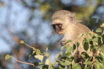 Fototapeta premium Grüne Meerkatze / Vervet monkey / Cercopithecus aethiops ..