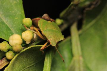 Halyomorpha Halys insect macro photo