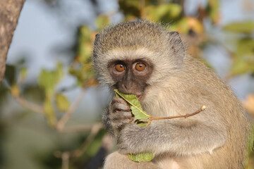 Grüne Meerkatze / Vervet monkey / Cercopithecus aethiops ..