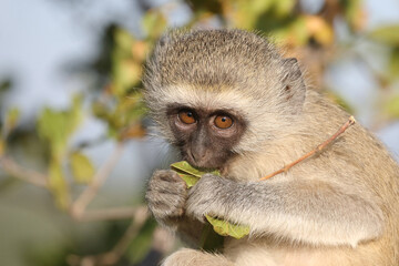 Grüne Meerkatze / Vervet monkey / Cercopithecus aethiops ..