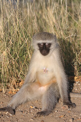 Grüne Meerkatze / Vervet monkey / Cercopithecus aethiops ..