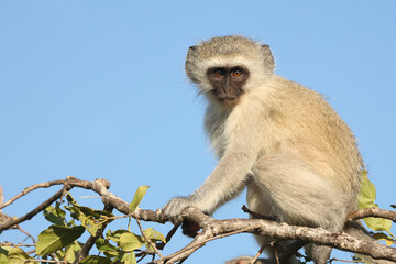Grüne Meerkatze / Vervet monkey / Cercopithecus aethiops ..