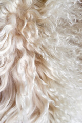 close up of curly beige sheep fur