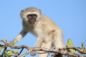 Grüne Meerkatze / Vervet monkey / Cercopithecus aethiops ..
