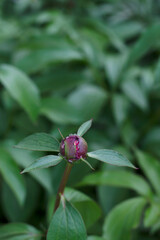 peony bud is summer garden with close up