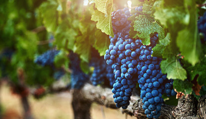 Nature, bunch of grapes and vineyard with sunshine, farming and harvest with quality control,...