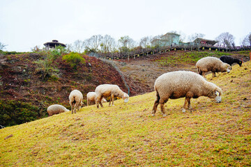 Fototapeta premium ali shan mountain and qingjing farm landscape in Taiwan 